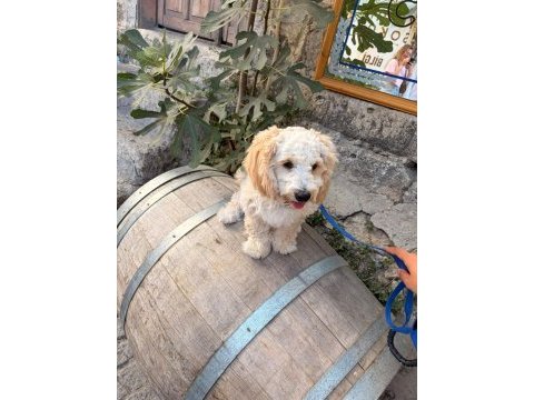 7 aylık maltipoo yavru