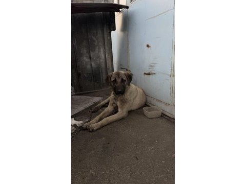 Kangal kırması köpeğimiz