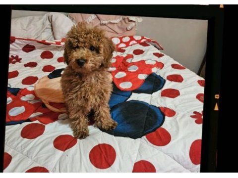 Köpeğimiz kuki sahiplendiriyoruz
