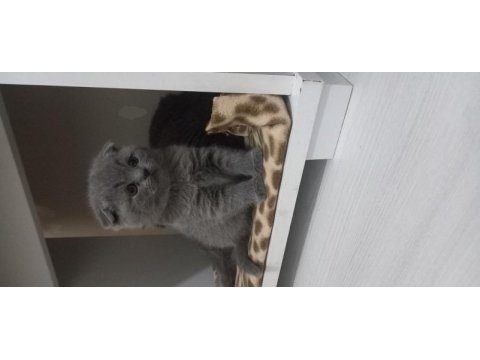 British shorthair yavru kedimiz
