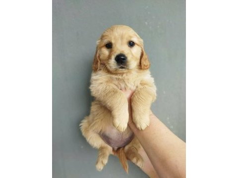 Bebek suratlı golden retriever yavrularım