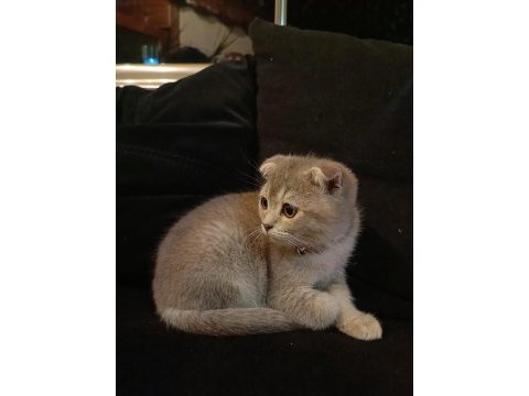 Safkan scottish fold