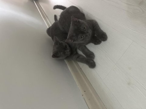 Yavru 4 aylık british shorthair ücretsiz