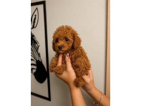 Toy poodle yavru erkek ve dişi yavrular ücretsiz teslimat