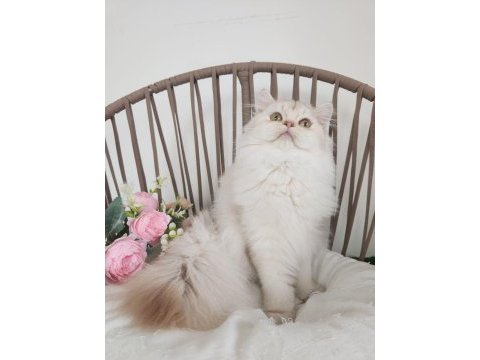 Safkan british longhair silver karşınızda