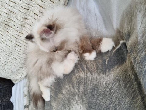 British longhair (uyguna+malzemesi ücretsiz)