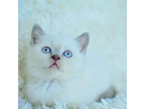 Harika mavi göz blue point british shorthair 