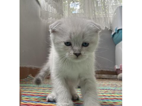 Sevimli dostlar scottish fold