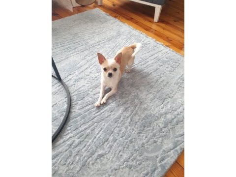 Teacup chihuahua