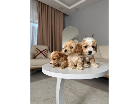 Maltipoo adrese teslim, kapıda ödeme yapabilirsiniz