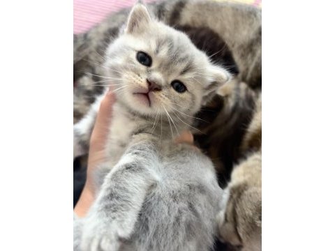 Dişi scottish fold x american shorthair melezi yavru