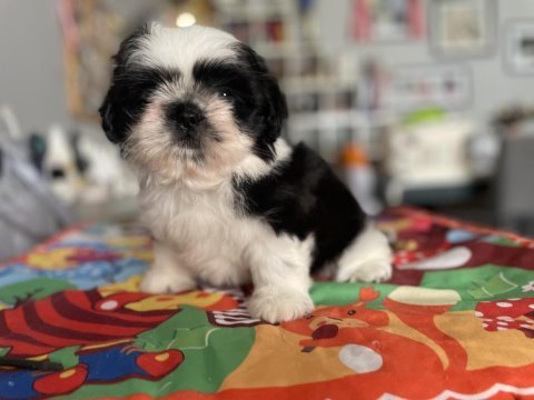 Teacup shih tzu