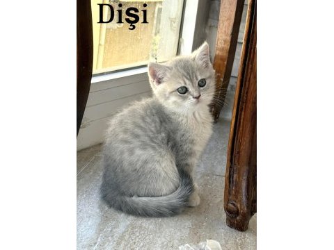Safkan iri yapılı british shorthair yavrular