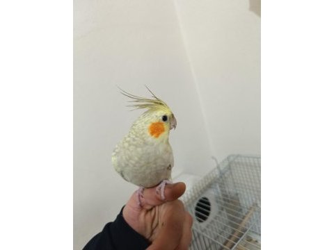 Full evcil sultan papağanı
