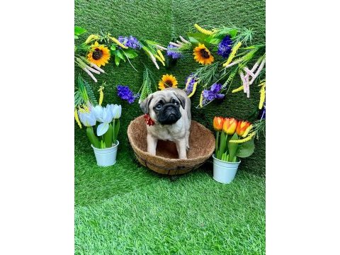 Orjinal pug yavrular ailelerini bekliyor