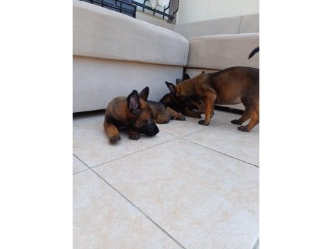 Teslime hazır fcı kıf şecereli malinois yavrularım