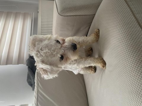 Uygun puana 1 yaşında maltipoo dişi