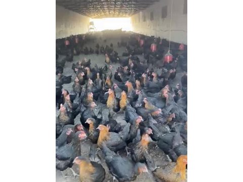 Genç yumurtlar durumda atkas lohman köy tavukları