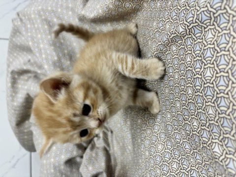 British longhair yavru