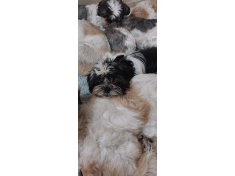 Shih tzu hipoalerjik