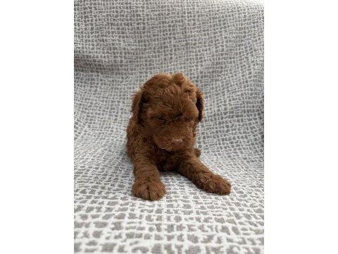 Küçük yakışıklı köpeğimiz