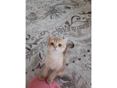 Golden cat british shorthair
