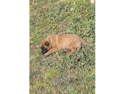 Yavru belçika kurdu