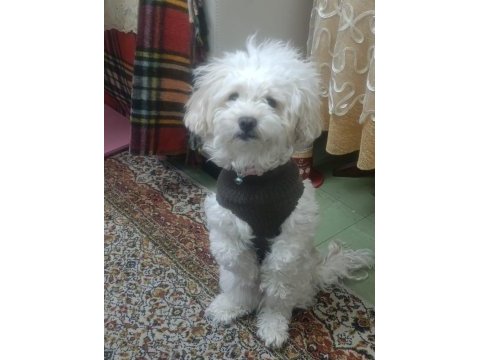 Maltipoo cinsi 5 yaşında dişi