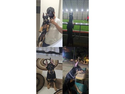 Yavru doberman köpeği