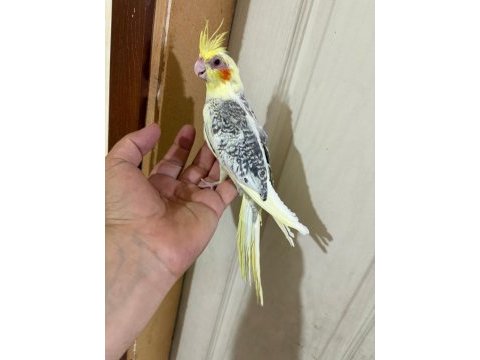 57 günlük kusursuz pied sultan bebek