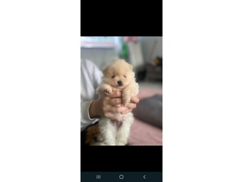 Ankara pomeranian yavrular