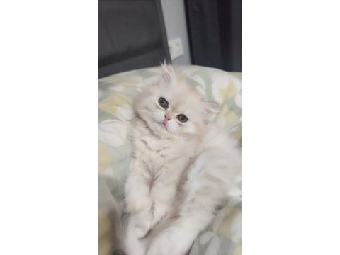 Dişi yavru chinchilla kedimiz