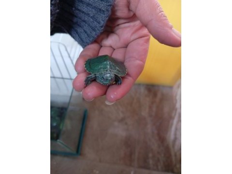 Kırmızı yanak su kaplumbağası