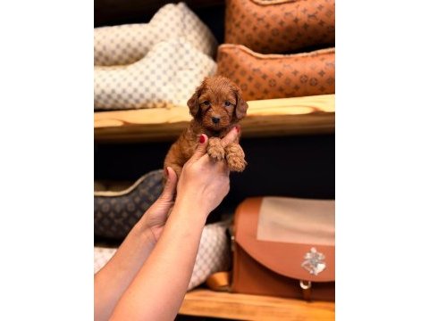 Toy poodle ayarında maltipoo