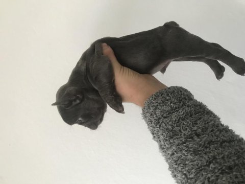 French bulldog yavrularımız yeni evleri için müsait