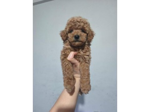 Toy poodle yavrular