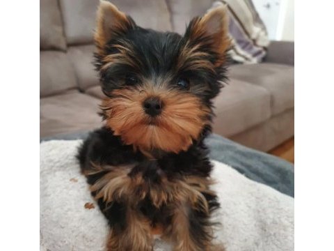 En güzel ve safkan yorkshire terrier yavrular