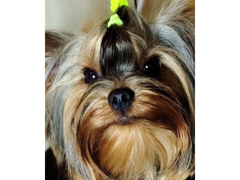 Mini erkek yavru yorkshire terrier