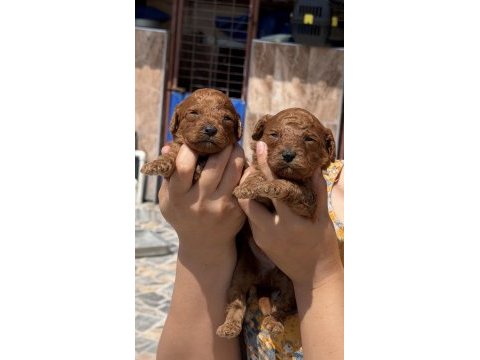 Kore poodle çok sevimli yavrular 