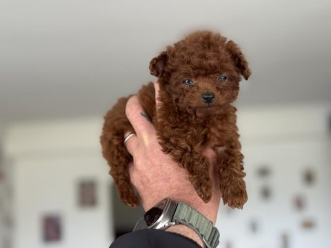 Kalite güven ve mutluğun adresi petmode den