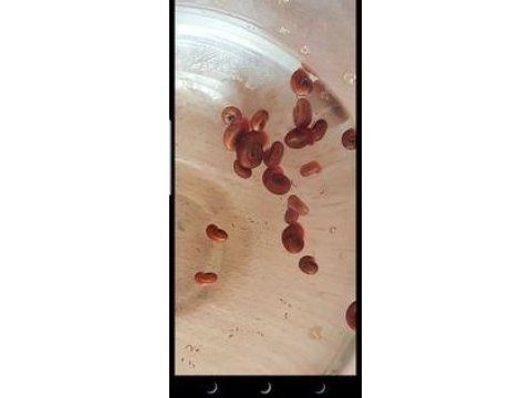 Ramshorn salyangoz red kırmızı