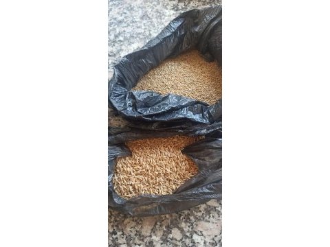 Çekoslovak muhabbet kuşu