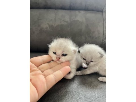 Safkan silver erkek british shorthair