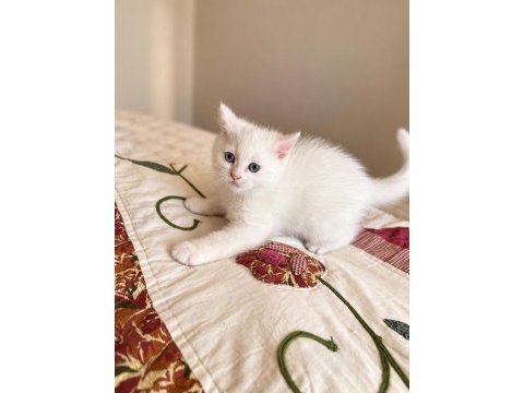 British shorthair 2 aylık erkek kedidir