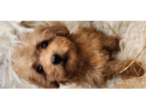 Veteriner teknikerinden toy poodle