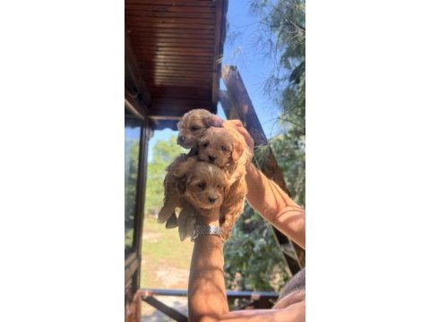 Maltipoo yavrularımız yeni yuvasını arıyor