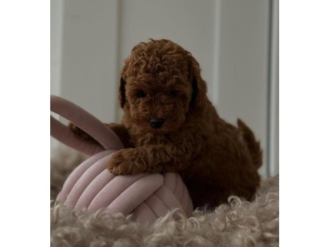 Kaliteli toy poodle yavruları