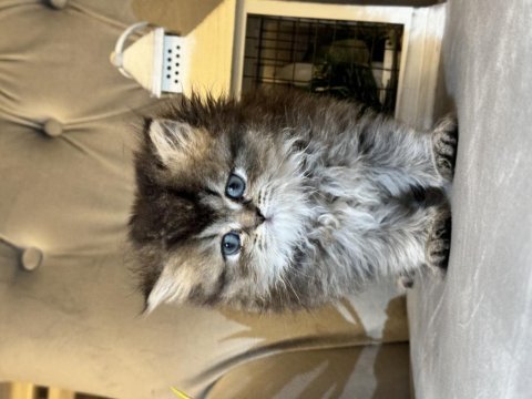 British longhair safkan dişi yavrular