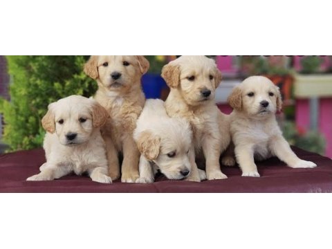 Yavru golden retriever yavrularımız