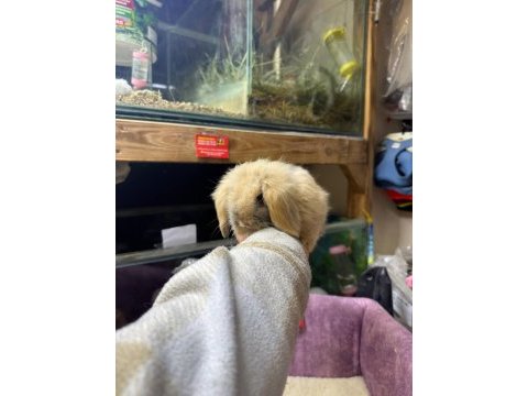 Lop tavşan hollanda ve kemirgen türleri mevcuttur